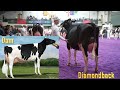 UK Dairy Expo 2024.Junior 2yr Holstein.Judge Ben Govett. 4 K Video (2160p ! )