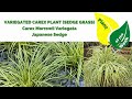 Variegated Carex Plant Sedge Grass | Carex Morrowii Variegata | Variegated Japanese Sedge