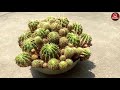 collection of cactus variety bibartan বিবর্তন নানা প্রজাতির ক্যাকটাসের সংগ্রহ