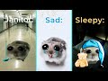 Sad Hamster Meme (Fresh Version)