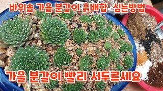 가을 바위솔 분갈이 빨리하세요 흙배합  심는방법 총정리