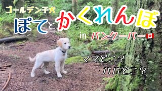 真剣に飼い主を探す姿が可愛すぎたw愛犬とのかくれんぼ【ゴールデンレトリバー子犬ぽて】