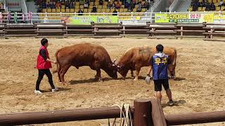 #의령소싸움경기장 대태백 준결 (부흥+은동)  ox fight stadium 闘牛競技場。 На поле битв ы. 2019.4.22