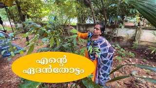 എന്റെ ഏദൻതോട്ടം II Ente Edanthottam  II  MyHome II Village Beauty II Vlog #24