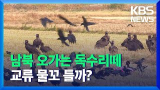 [통일로 미래로] 남북 오가는 독수리떼…교류 물꼬 틀까? / KBS  2021.11.20.