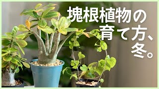 【Live】塊根植物の育て方、冬編。パキポディウムや亀甲竜、実生株を１年育てるとどうなる！？🌳☃️（アデニウム・モナデニウム・亀甲竜・パキポディウムなど）