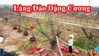 Làng đào Đặng Cương 🔴 Rực rỡ ngày giáp tết