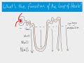 A2 biology - Loop of henle