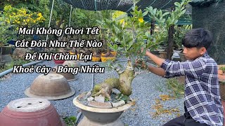 Cắt Đôn Mai Không Chơi Tết Đơn Giản Hiệu Quả - Mai Vàng Duy Hiếu