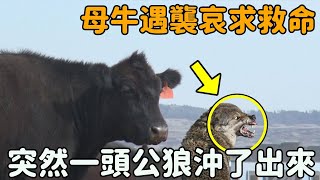 母牛遇到獵人哭著求救，危險時刻一頭公狼竟然衝出來救了牠....... |#母牛 #狼 #震撼 #奇跡 #不可思議 #暖心 #動物