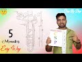 How To Draw Nephron Diagram In Just 5 Minutes !