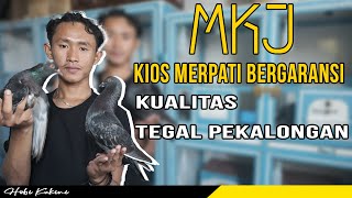 Kios MERPATI KOLONG JAKARTA (MKJ) • Tidak DOR Balikin Duit • Burung Jadi Juara, Ada Bonus Dari Kami