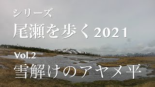 シリーズ尾瀬を歩く2021　Vol,2雪解けのアヤメ平