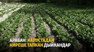 Араван: капустадан киреше тапкан дыйкандар