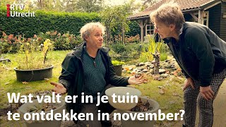 Luc's Tuinsafari: in november vind je mini-schorpioenen in je eigen tuin | RTV Utrecht