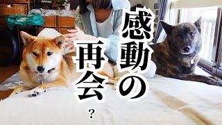 大好きな娘が修学旅行へ！三日ぶりの再会にワンコ達が…！！！　#甲斐犬 #柴犬 #vlog 【柴犬・甲斐犬】