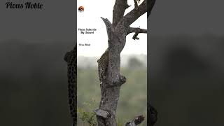 Hyena attacked leopard cub, which escaped and climbs a tree. Elephants presence distracted hyena.