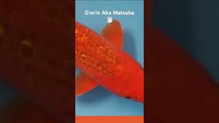 Ginrin Aka Matsuba from Maruhiro Koi farm now sold #akamatsuba #maruhiro #japanesekoi