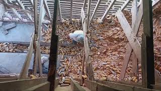 The Lost Art of Cleaning Out a Corn Crib