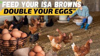 Isa Brown Chickens The Best Feed for Maximum Egg Production