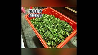 烏龍茶製作過程