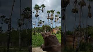 #chuva no nosso Estado do Ceará# nessa tarde de sábado# 25 de janeiro de 2025