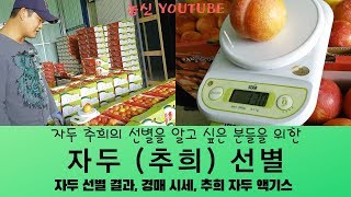 자두(추희) 공판장 최고 높은 가격을 맞을 수 있는 g 수를 알려드립니다. [농사의신] / Plum Weight