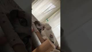 くねくねで返事する甘えんぼ猫🐈アメショ雑種あおいwhitecat