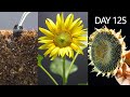 Growing Sunflower Time Lapse - Seed To Seeds In 125 Days | Mr Garden