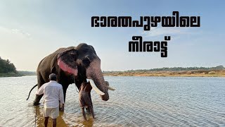 ഭാരതപ്പുഴയിലെ ആനകുളി 😍| Elephant Bathing  In River | Kerala