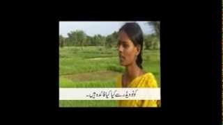 Weeding in SRI with Cono Weeder (Urdu Subtitles)