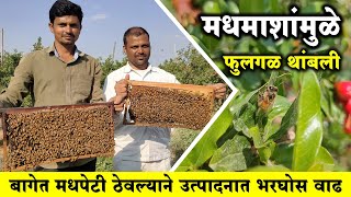 मधमाशी पालन व्यवसायात पैसा | पीक उत्पादनात हमखास वाढ | Beekiping Business Money | Shivar News 24