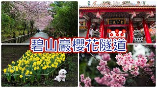 台北花季2024：碧山巖櫻花隧道、陽明山中山樓及水仙花的夢幻之旅！ #台北櫻花 #台北景點 #櫻花季