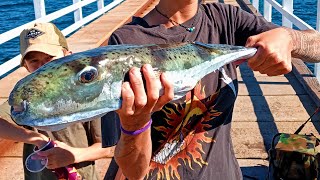 Monster blow fish!! - King George Whiting - Gurnard - Underwater GoPro footage jetty fishing