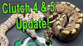 Clutch 4 & 5 UPDATE! (Ball Python)