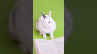 Rabbit - Is Reading Good For You?