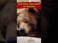 3 Interesting facts about BEARS