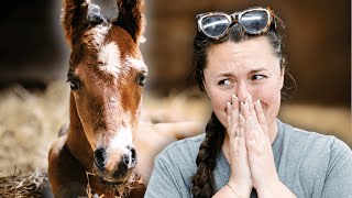 New Stallion Prospect? Phoebe had her foal!