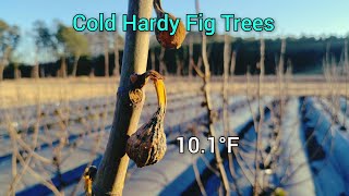 Why Are Some Fig Trees More Cold Hardy?