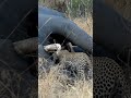 leopard finds giant elephant carcass