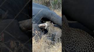 Leopard Finds Giant Elephant Carcass!