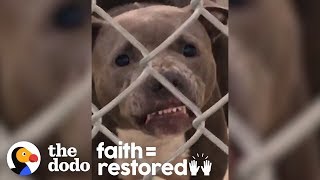 No One Thought This Growling Pit Bull Would Make It Out Of The Shelter  | The Dodo Faith = Restored