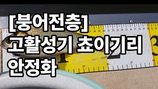 [붕어전층] 고활성기 쵸이기리 - 안정화