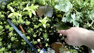 Tadpoles in a garden pond (insane  amount)