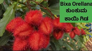 Bixa Orellana Iಕುಂಕುಮ ಕಾಯಿ ಗಿಡ |kumkuma plant | sindoor plant |ಸಿಂಧೂರ ಗಿಡ | lipstick tree