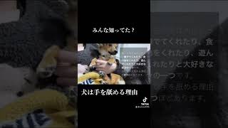 犬が手を舐める理由に愛しさが止まらなかった。 #shorts