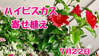 ハイビスカス🌺の寄せ植え