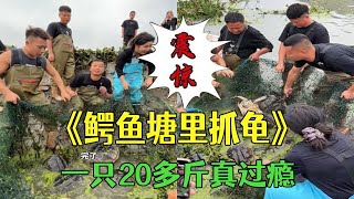 花6000元在飛哥家的鳄龜塘裏拉壹網，壹只龜20多斤真過瘾 #戶外 #鄉村生活 #包塘 小飛哥#抓魚vlog