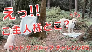 「えっ!?ご主人が消えた!!」飼い主のイタズラマジックに動揺しまくる可愛い犬\u0026猫たち【What The Fluff Challenge #5】