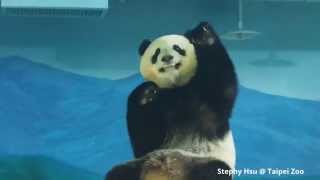 2015/11/05 調皮圓仔玩垂掛的小竹籤 Naughty Giant Panda Yuan Zai plays the hanging bamboo stick